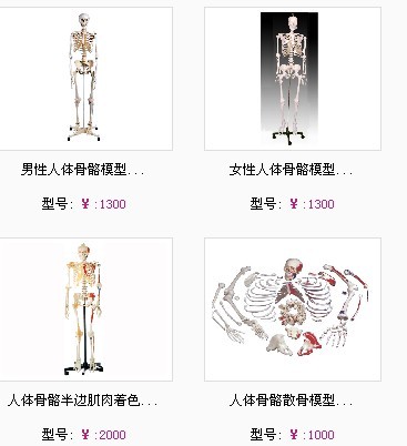 人体骨骼模型、肩、髋、膝、脚、手关节模型、女、男性骨盆模型、头颅骨带颈椎模型